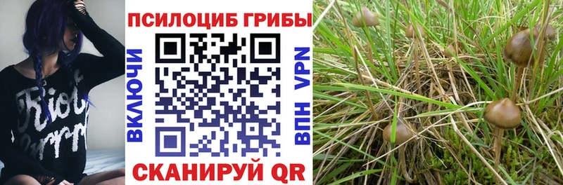 Галлюциногенные грибы MAGIC MUSHROOMS  где купить наркоту  Сарапул 